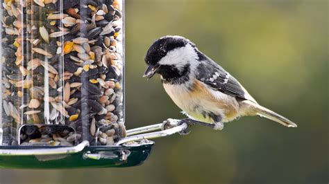 An analysis of bird blind designs - Wild Bird Trust of British Columbia