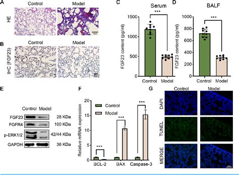 Figure From Erythropoietin Alleviates Lung Ischemia Reperfusion