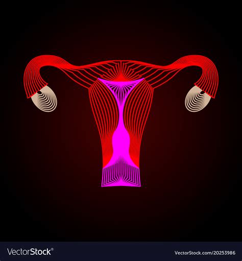 Uterus With Ovary Cervix Fallopian Tubes Vector Image