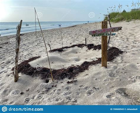 A Sea Turtle Nest On The Beach Stock Image Image Of Beach Island