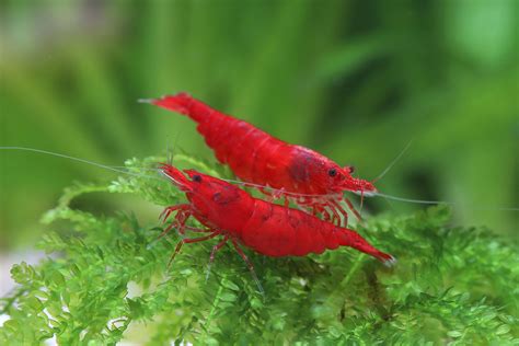 8 Beautiful Red Aquarium Shrimp The Shrimp Farm