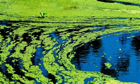 duckweed  algae   animals
