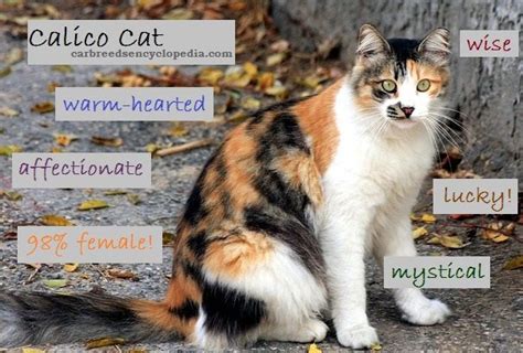 Common Calico Cat Breeds - Pets Lovers