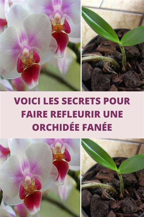 Voici Les Secrets Pour Faire Refleurir Une Orchid E Fan E Recettes Du