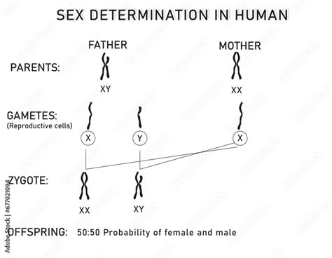 Sex Determination In Humans Diagram Stock Vector Adobe Stock