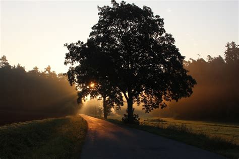 Free Images Landscape Tree Nature Forest Pathway Horizon Branch