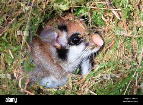 Dormouse Nest