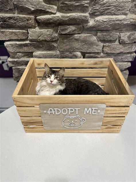 PHX Cat Cafe blends coffee, community & cat rescue in Phoenix - Arizona PBS