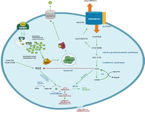 Figure 1 From Pharmacological Targeting Of Ferroptosis In Cancer