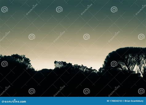 Silhouette Forest Tree Line Under Sunset Sky Stock Photo - Image of ...