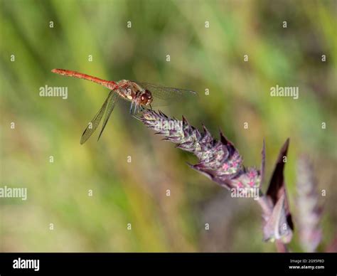 Sympetrum striolatum aka Common Darter in habitat Stock Photo - Alamy