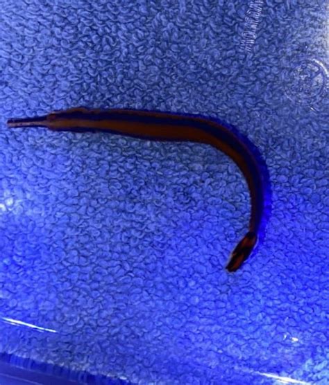 Pipefish Blue Stripe Live Gem Factory Ltd