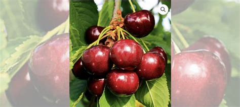 Вишня « чудо вишня» саженцы купить в Калининграде | Товары для дома и ...