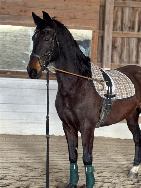 Saddle Hill Stables | Auburn NH