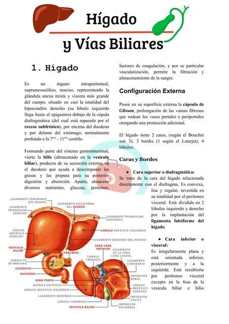 H Gado Y V As Biliares Experiencia M Dica Udocz