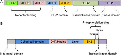 Frontiers Interplay Between Janus Kinase Signal Transducer And