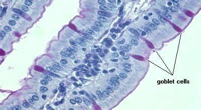 my organ system - Respiratory Cells