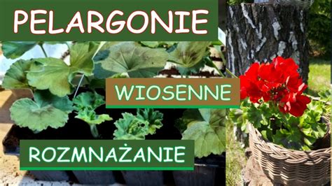 Wiosenne rozmnażanie pelargonii CDA