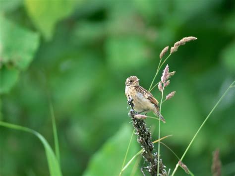 Wallpapers Burung Wallpaper Cave