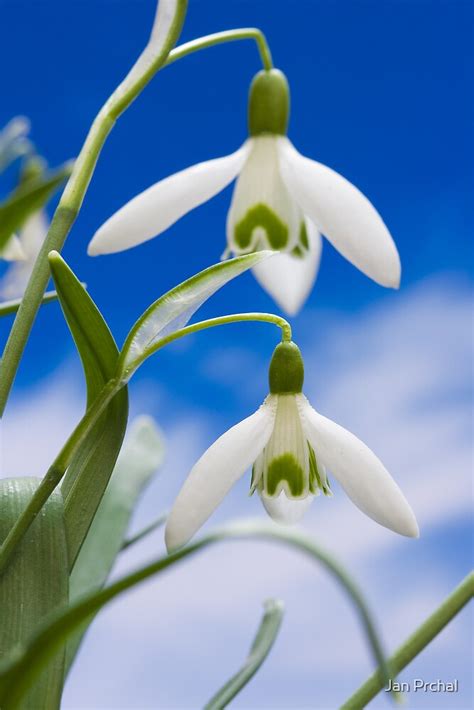 "snowdrop flower blooms " by Jan Prchal | Redbubble