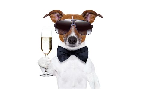 Cool Dog Wallpapers - Top Free Cool Dog Backgrounds - WallpaperAccess
