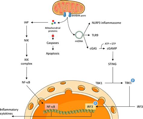 Mitochondria Apoptosis Pathway