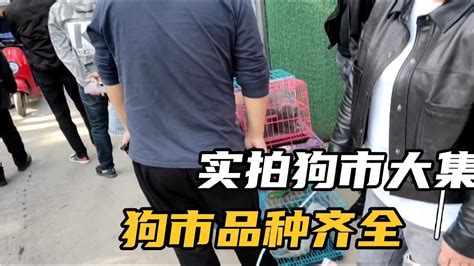 金毛一窝生11只高产，价格亲民 Youtube