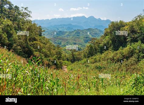 Corn Field In The Guatemalan Highlands In The Region Of Lanquin Semuc