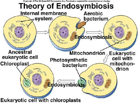 Explain The Endosymbiotic Theory