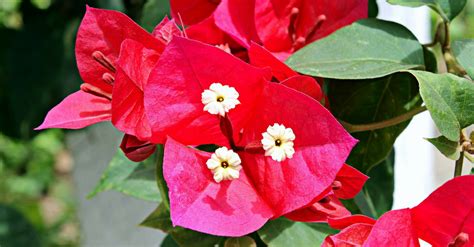 Nome De Flores Comuns - 9