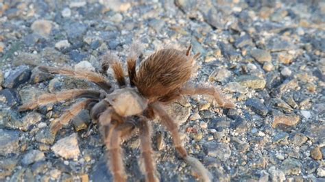 Wildlife Videophotography Tarantula In The Foothills Of Central