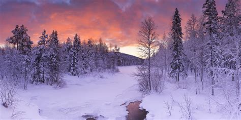 Fonds d ecran Laponie région Finlande Hiver Picea Neige Nature