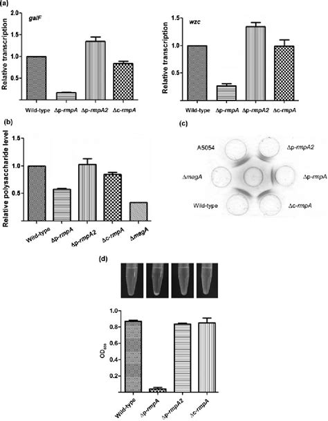 Figure 1 From The Role Of Klebsiella Pneumoniae Rmpa In Capsular