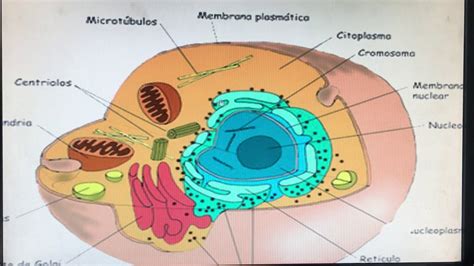 La Celula Y Funciones De Los Organelos Compartir Celular 5ef