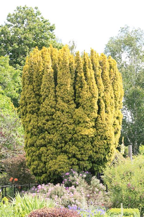 Taxus Baccata Fastigiata Aurea Plantentuin Esveld