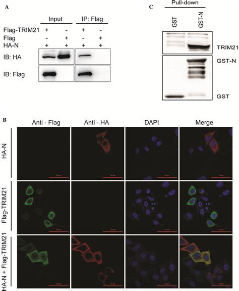 Trim21 Interacts With The N Protein A 293t Cells Were Co Transfected Download Scientific