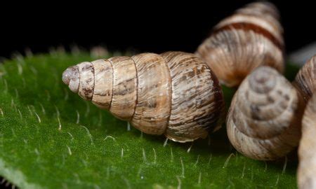 Small pointed snail – Cesar Australia