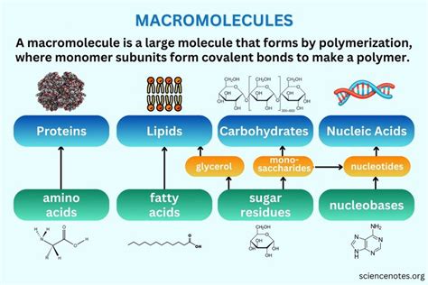 Learn about macromolecules in chemistry and biology. Get the ...