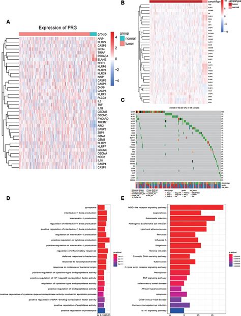 Frontiers Pyroptosis Related Gene Based Prognostic Signature For