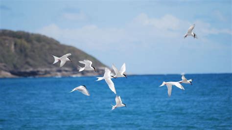 Flying Birds Wallpapers - Wallpaper Cave