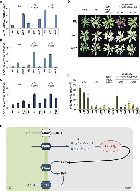 Facilitated Fe Nutrition By Phenolic Compounds Excreted By The