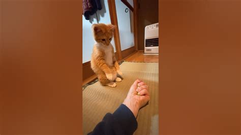 【保護猫】祝 ココ1歳♡ 去年の12月に生後1ヶ月の子猫を保護しました 保護動画 保護猫 猫 Cat 茶とら猫 猫のいる暮らし