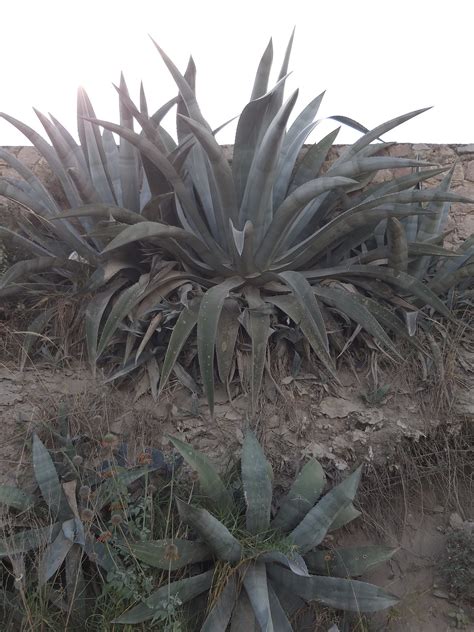 Cabuya Negra Agave Cordillerensis Repositorio Digital Flora