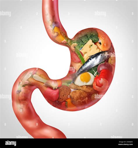 Food Digestion And Digesting Nutrition As Ingredients Shaped As A Stomach Representing