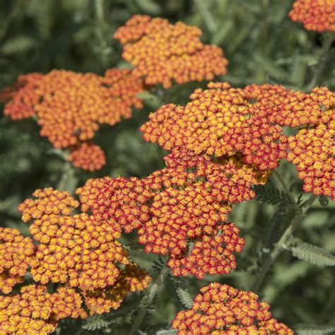 Achillea Sassy Summer Sunset Sassy Summer Sunset Yarrow Servescape