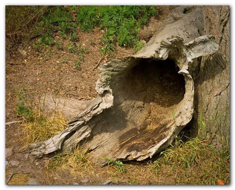 Hollow Tree Trunk By Giorgio Iorio Hollow Tree Nature Tree Tree Trunk