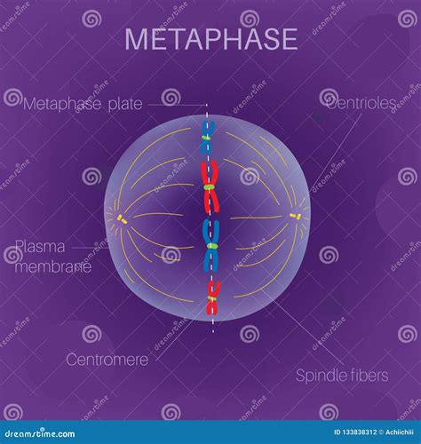 The Cell Cycle Metaphase Stock Vector Illustration Of Cytoplasm