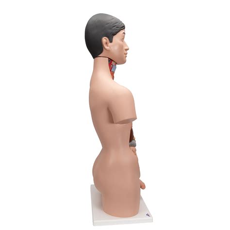 Deluxe Asian Dual Sex Human Torso Model Part B Smart Anatomy