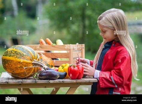 Long Haired Blonde Girl Looking Busy While Sorting Veggies Stock Photo