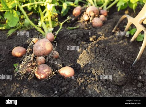 Potato Plant With Tubers On Soil Stock Photo Alamy